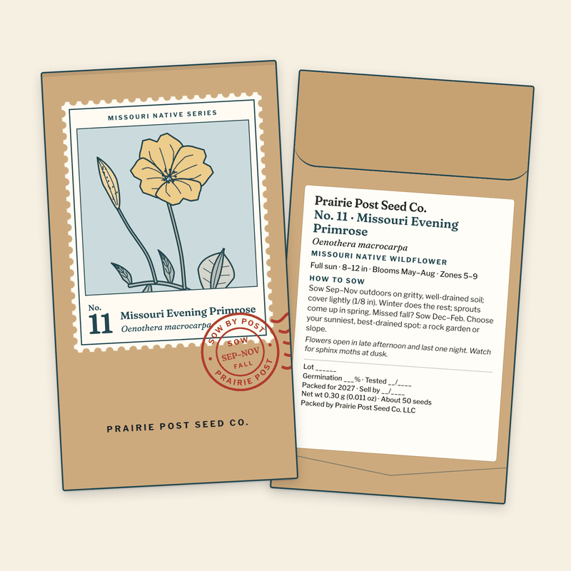 Illustration of the No. 11 Missouri Evening Primrose seed packet: a kraft envelope with the Missouri Native Series stamp label and a SOW SEP–NOV postmark on the front, and the growing directions and label details on the back.