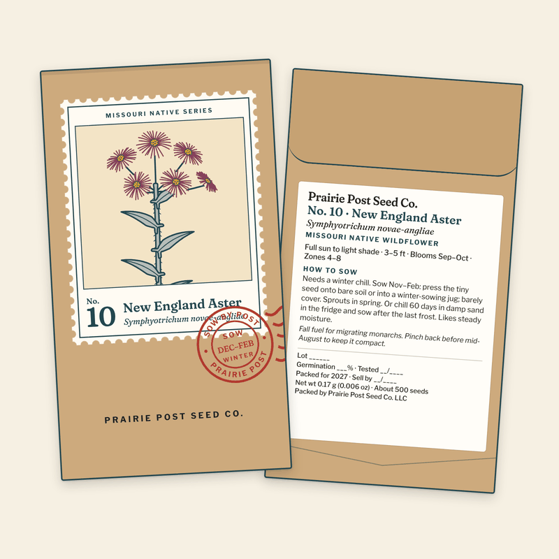 Illustration of the No. 10 New England Aster seed packet: a kraft envelope with the Missouri Native Series stamp label and a SOW DEC–FEB postmark on the front, and the growing directions and label details on the back.